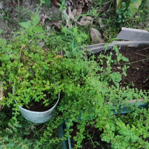 Greek oregano herbs rooted live plant in black pot on wooden table