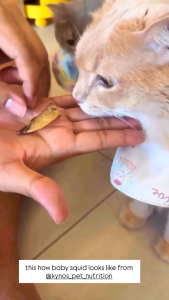 Kynos Baby Squid Dog & Cat Treats (50g) – High Protein Taurine Omega for Healthy Skin & Coat