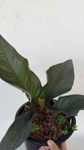 โชคเก้าชั้นเชื้อด่าง เชื้อดำ ก้านแดง กระถางไซร์กลาง กระถาง 6-7" ฟอร์มเต็ม แต่งบ้าน สวน Anthurium Renaissance โชค9ชั้นหลุดด่างขาว สูง 50-60cm. ด่างดำ ด่างชมพู