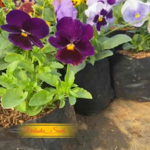 [Virladia Seeds] Biji Benih tanaman Bunga Pansy Mixed