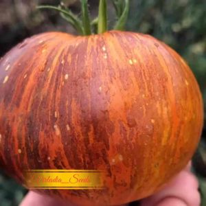 [Virladia Seeds] Biji Benih tanaman Tomat Alice Dream