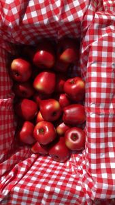 ผลไม้ปลอม ลูกละ 49บาท เลม่อน แอปเปิ้ลเขียว แอปเปิ้ลแดง พร้อมส่ง!!