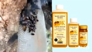 MADU MURNI ODENG ASLI HUTAN LIAR (250gr) 100% ORIGINAL