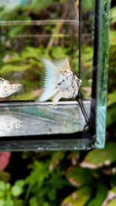 🇹🇭พร้อมส่ง🐟อาหารปลา รักชาติไทย👉สูตรสำหรับปลาบอลลูน🥰