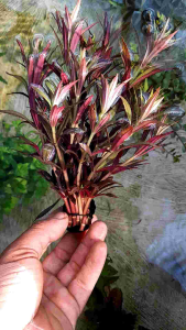 Tanaman Aquascape Limnohila Aromatika Media Wabikusa