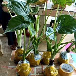 ว่านนางกวักใบโพธิ์ 5แถม1 ปลูกไว้เรียกทรัพย์ (เลือกขนาดได้) ต้นนางกวัก ว่านกวักศรีมหาโพธิ์ ว่านนางกวัก กวักเงินกวักทอง