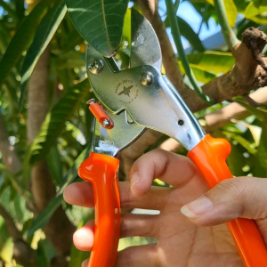 กรรไกรตัดกิ่งไม้ แรงตัดสูง มีดSK5 Arsia tools ประกอบสำหรับคุณภาพแรงบุคคล 10 ครั้ง