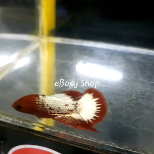 Fancy Halfmoon Plakat Betta