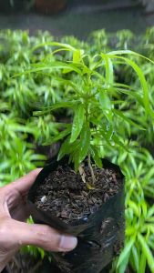 Promo2 Tanaman anti nyamuk