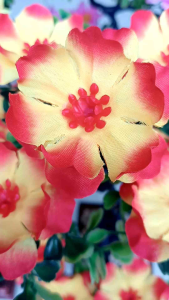 bunga Semanggi tinggi 38 cm