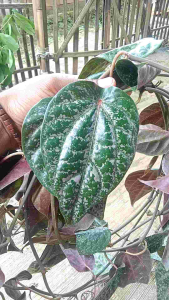 Daun Sirih Hitam segar Herbal spesial (20 Lembar/kemasan)