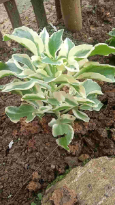 Rumput Cocor Bebek Putih merona Harga spesial ( 100 gram/ kemasan )