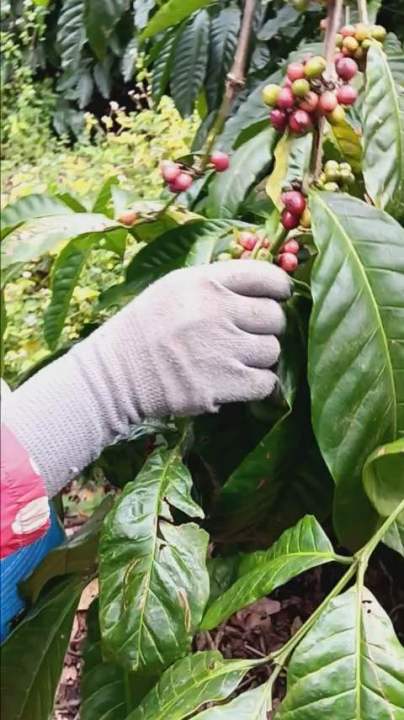 Cà phê rang xay nhà trồng 100% hữu cơ khu vực bởi người dân tộc trông ...