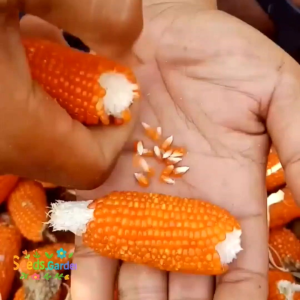 200 BUTIR BIJI/BENIH TANAMAN JAGUNG KRISTAL | JAGUNG UNYIL