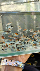 อาหารปลาลูกปลาบอลลูนเรดเฮด อายุ1เดือน