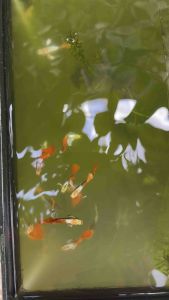 GUPPY DUMBO SANTA CLAUS (TOP GRADE) Red HEAD(1 pair)