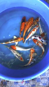 JAPAN KOI LOCAL BREED PREMIUM GRADE 8/9” sizes 11pcs COMBO at 1588 OFFER + shipping 100 ( 2 XL BOXES ) + FREE GIFTS