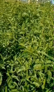 Benih Cabe Rawit TAHAN VIRUS RAWIT SUPER