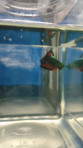 (Same as photo) Abatar Huk Vampire Betta Fish Size S+ Ikan Laga Show Gred