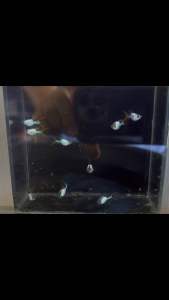 Silverado red double swordtail short body guppy one pair