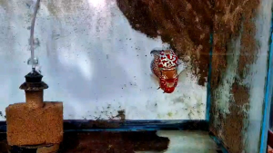 Haplos ni Bebe EnhancerProbiotics  for Flowerhorn and other Ornamental Fish
