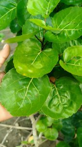 DAUN MANGKOKAN KAYA AKAN MANFAATNYA UNTUK LALAPAN