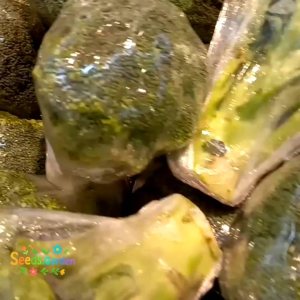 50 BUTIR BIJI/BENIH TANAMAN BROKOLI MIX WARNA