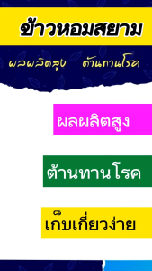 #ข้าวหอมสยาม ✅ 25 กก.(เมล็ดพันธุ์คัดพิเศษ)ข้าวเจ้าหอมนาปี ต้นเตี้ย