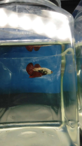 (Same as photo) Red Samurai Betta Fish Size S+ Ikan Laga Show Grade