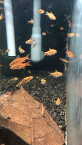 Cherry Barb/Readystock/Freshwater/Ornamental Fish