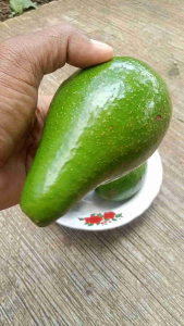 Alpukat Alpokat Kemasan 1 Kg Daging Buah Tebal Rasanya Enak Manis Nikmat full Nutrisi Asli Ciamis