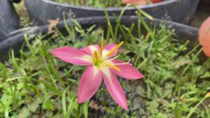 ป.หัวดอกบัวดิน อมยิ้ม หัวละ 20 บาท