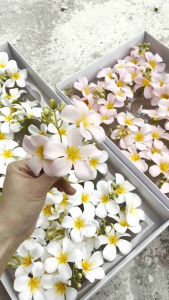 LELE (25pcs) Soap Egg Flower/  Soap Frangipani Bunga Kemboja