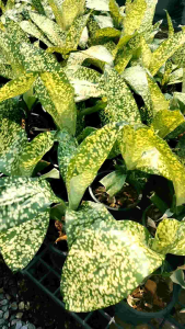 วาสนาดาราราย – Dracaena ‘JT Stardust’หลังใบของวาสนาดารารายก็ยังเป็นลายสวย แต่จะเปลี่ยนสีไปตามช่วงอายุ ยิ่งแก่ใต้ใบก็จะยิ่งเปลี่ยนเป็นสีเข้มขึ้น (เรียงตามอายุใบใหม่จากบนลงล่าง) วาสนาดารารายเป็นต้นไม้ที่เลี้ยงง่ายมาก มาก มาก มากกกกที่สุดอย่างนึงในสามโลก ชอ