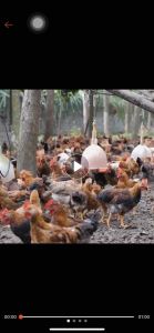 Siêu Vỗ Béo GoldKing 300g Dinh dưỡng cho vật nuôi heo bò trâu gà vịt gia súc gia cầm