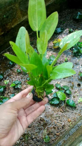 ecinodorus melati air tanaman aquascape media wabikusa