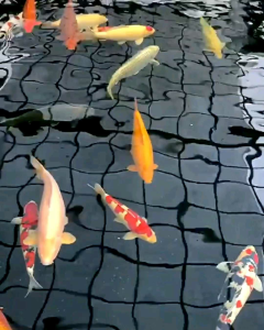 MASOTEN PREMIUM 250ML MEMBASMI ANTI ANCHOR/ ANTI ARGULUS /CACING JANGKAR /PARASIT IKAN SIZE 250ML