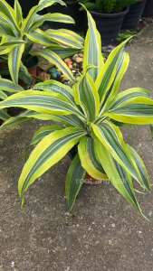 ต้นวาสนาราชินี ส่งพร้อมกระถาง 6 นิ้ว ไม้มงคล เสริมโชคลาภ ความเจริญก้าวหน้า ช่วยฟอกอากาศ