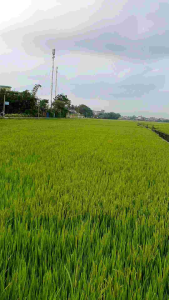 [MỪNG SHOP MỚI KHAI TRƯƠNG MUA 2 CÁI TẶNG 1 VÍ] Túi cốp trám C.D khóa xoay size 19 nhỏ gọn kèm khăn lụa