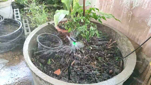 มากับสายไมโครยาว1เมตร พร้อมก้านปัก43ซม. มินิสปริงเกอร์100ตัว