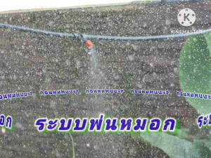 ชุดหัวพ่นหมอก 5/7มม.สายเกรด AA พร้อมการใช้งาน ส่งเร็ว ราคาถูก 51020 เมตร