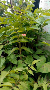 มธุรดา กระถาง 11 นิ้ว ต้นสวยและแข็งแรง (กทม)