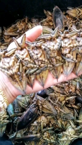 แมงดานา​ตัวผู้​ 50ตัว​ กลิ่นหอม เหมาะสำหรับ​ทำ​น้ำพริก