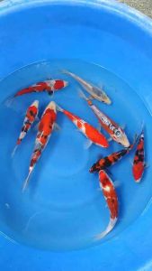 Japan koi import 23-26cm from Marusei & Dainichi farm - 2pcs at 998 only