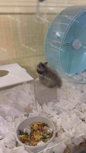 ตู้อะคริลิคใส สำหรับใส่สัตว์เลี้ยง หมูแฮมเตอร์ ดอร์เม้าส์ งู เม่น รูระบายอากาศ 5 mm.