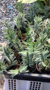 บันไดสวรรค์ ต้นบันไดสวรรค์ ไม้ด่าง บันไดเศรษฐี ขนาดกระถาง 3 นิ้ว