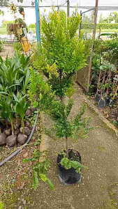 ล่ำซำหรือหูหนู ถุง8นิ้ว ลำค้น75-85-ซ.ม