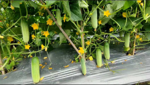 Benih Bibit Timun WHEEL F1 ISI 20 GRAM SAYAP DAUN Setara SEMI F1 Bintang Asia MODEL F1