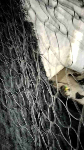 Jaring Babi Hutan & Jaring Pengaman Bali BR 2m x 100m