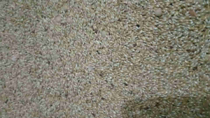 Biji Kenari Kenari seed Polos Kemasan 500 g Pakan Burung Kenari BranjanganFinch dll.